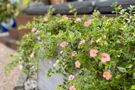 4ed2c026 269d 45c3 9e95 973ee9f40cc0