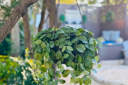 6af46b38 37b4 45f4 ac99 06cebdc5fb68