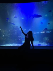 A vibrant underwater scene from the Shark Voyage experience at Houston's Downtown Aquarium, featuring sharks swimming around visitors in a glass tunnel.
